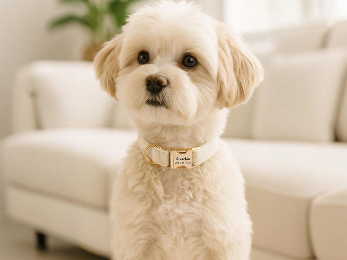 Luxury Velvet Dog Collar, Personalized Dog Collar, Engraved Pet Name Metal Buckle,,Soft Adjustable Pet Collar